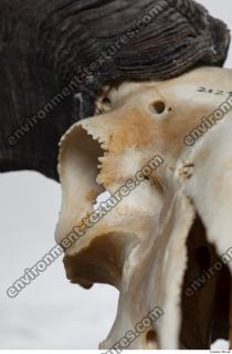 Photo Textures of Mouflon Skull 